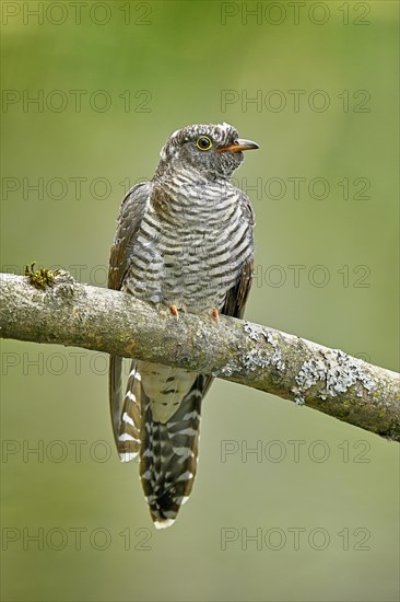 Common cuckoo