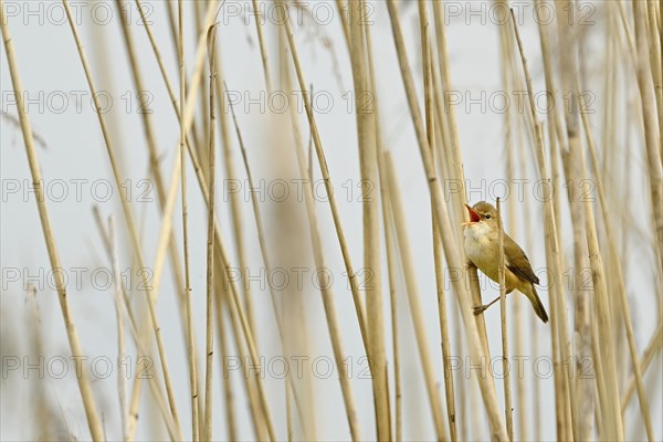 Reed warbler