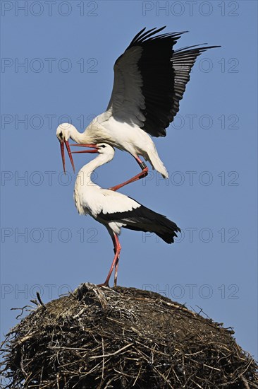 White storks