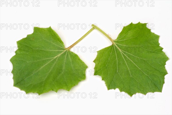 Coltsfoot