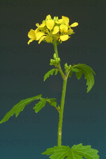 Medicinal plant White mustard