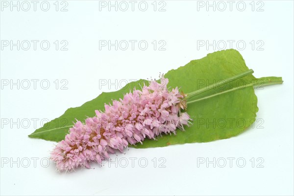 Medicinal plant Meadow knotweed