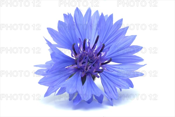 Cornflower