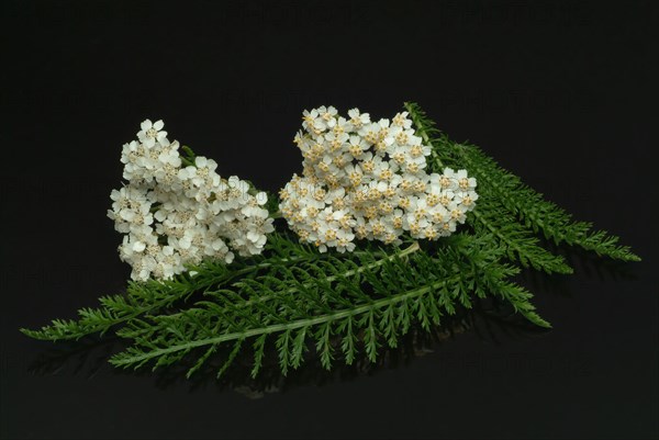 Common yarrow