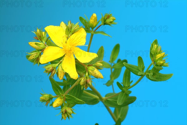 Medicinal plant St. John's wort