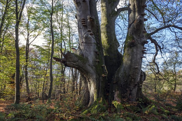 Common beech