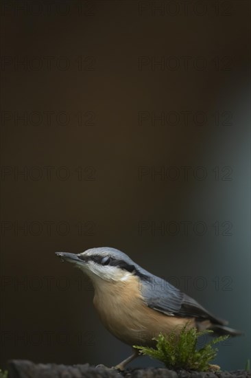 European nuthatch