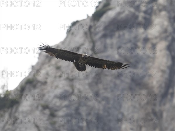 Juvenile bearded vulture