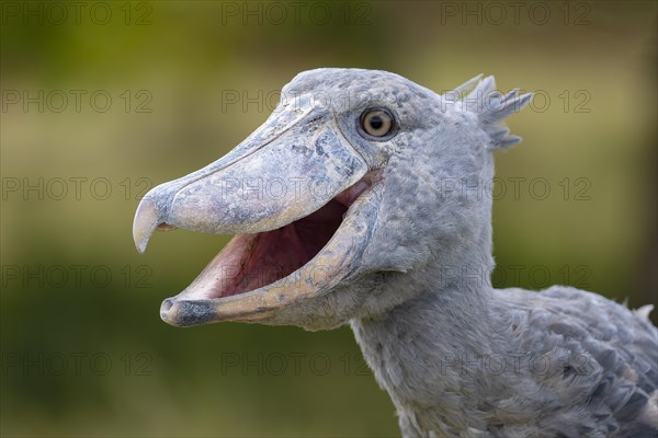 Shoebill