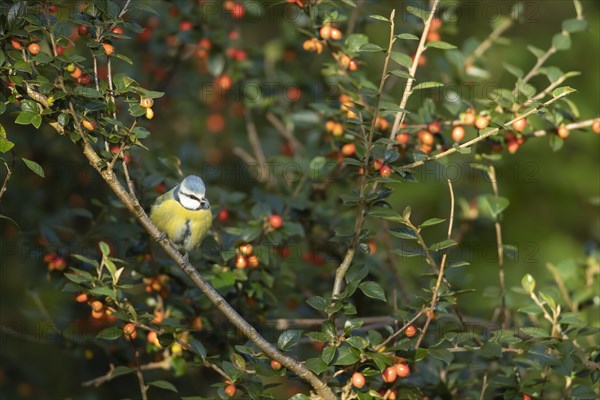 Blue tit