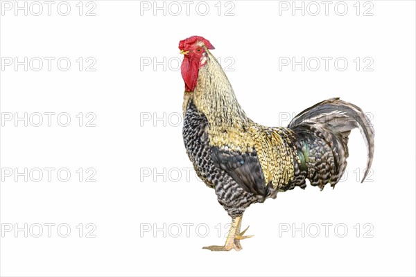 Farmyard rooster with beautiful colourful feathers. Clipping on a white background. France
