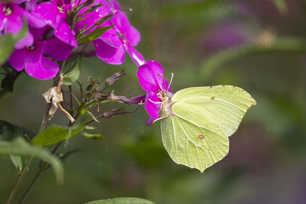 Common brimstone