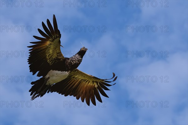 Flying Horned Screamer