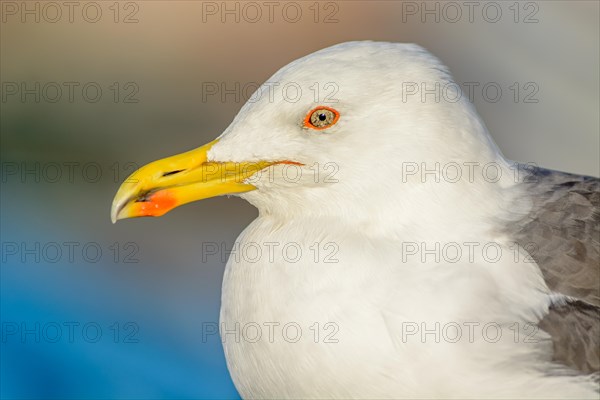 Portrait of a yellow-legged gull