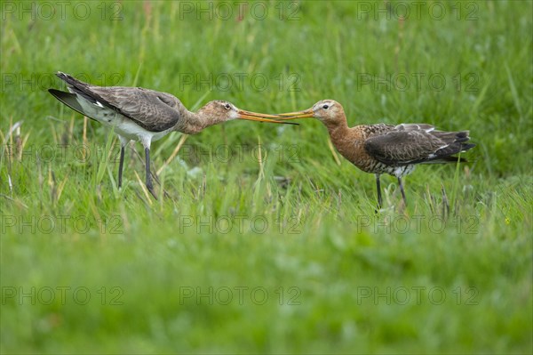 Black-tailed Godwit