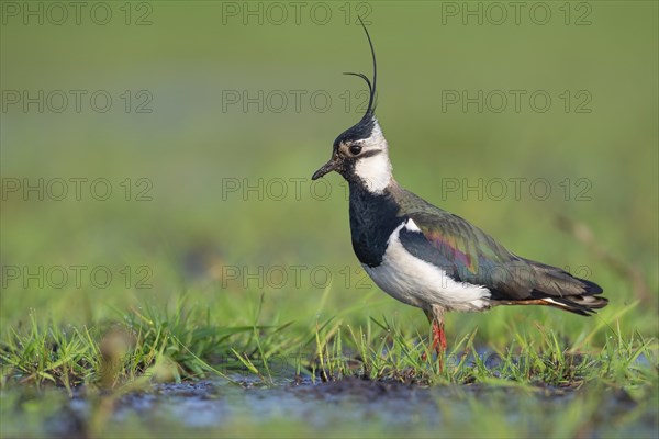 Northern lapwing