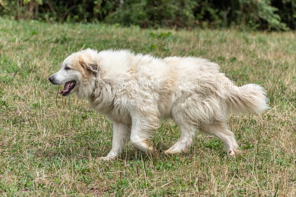 Pyrenean mountain dog