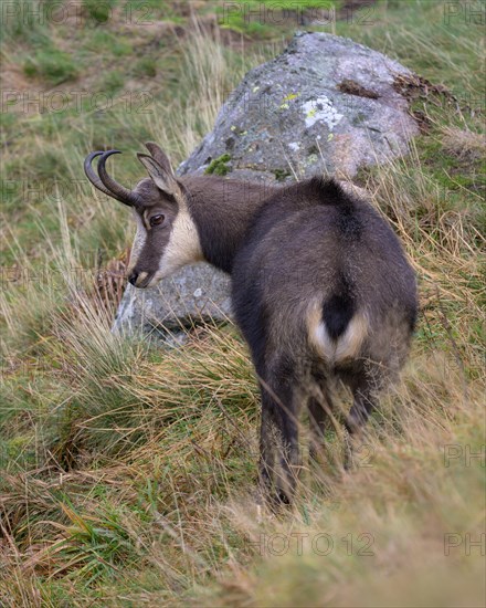 Chamois