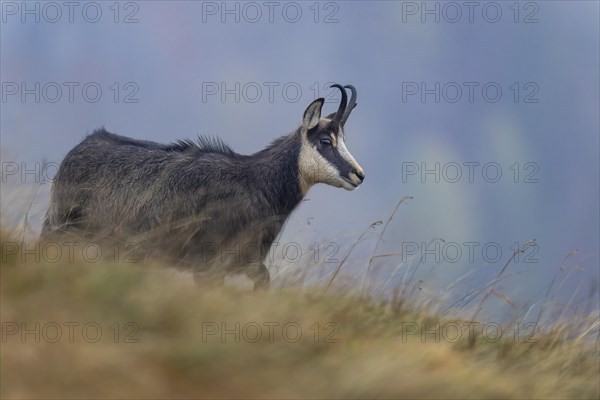 Chamois