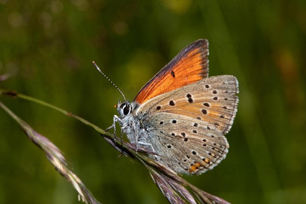 Lilagold fire butterfly male butterfly with half-opened wings sitting on grass panicle left looking
