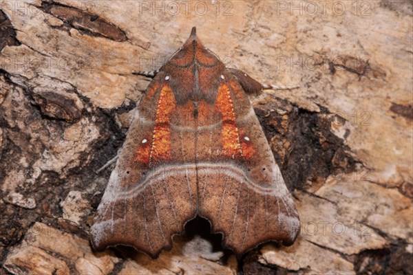 Scalloped owl with closed wings sitting on tree trunk from behind