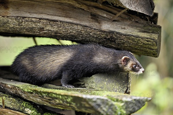 European polecat