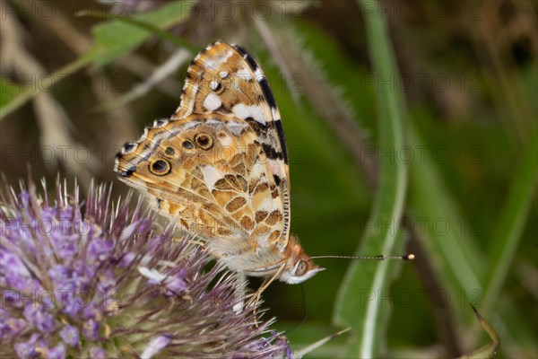 Thistle butterfly butterfly with closed wings sitting on violet flower sucking right seeing