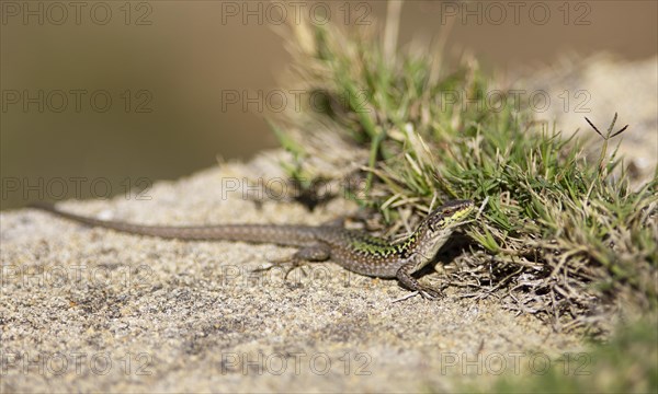 Tyrrhenian wall lizard