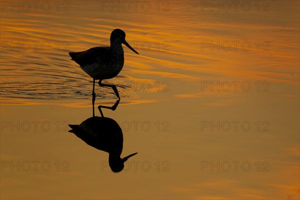 Greenshank