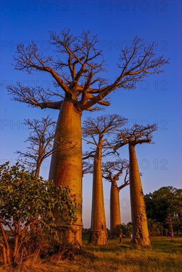 Avenue de Baobabs at sunset near Morondavia
