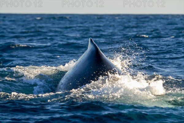 Humpback whale