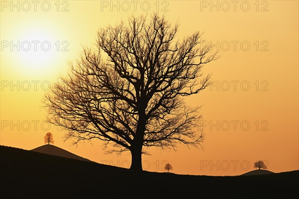 Silhouettes of an oak tree