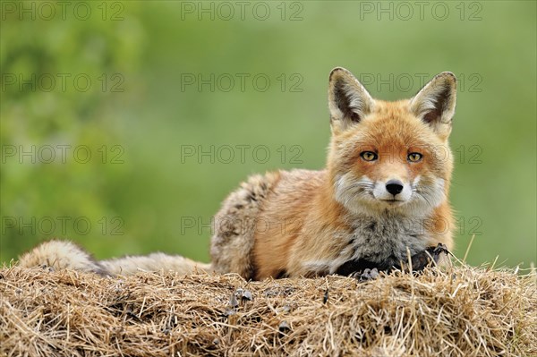 Red fox