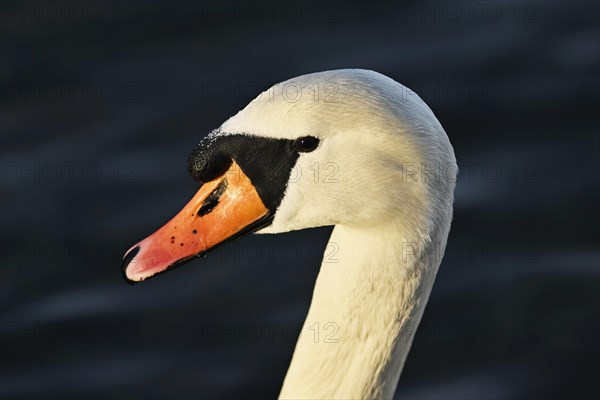 Mute Swan