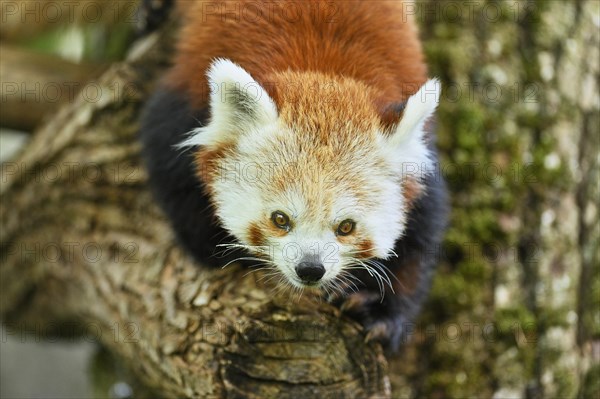 Red panda