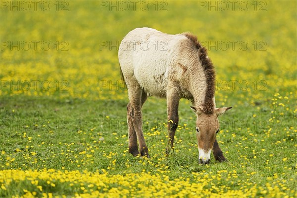 Przewalski's horse