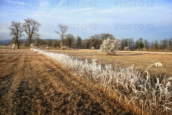 Reed in hoarfrost