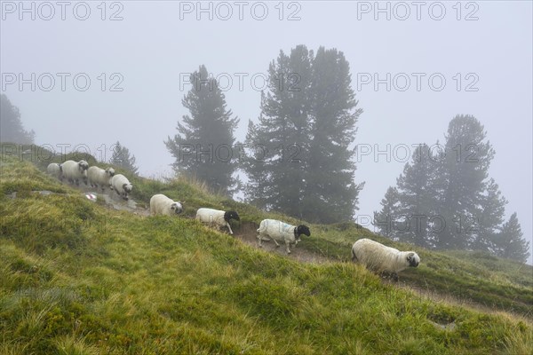 A flock of Valais black-nosed domestic sheep