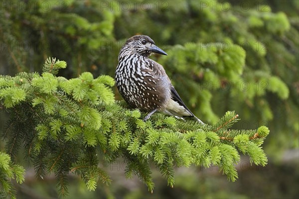 Spotted nutcracker