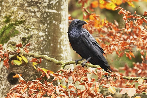 Common raven