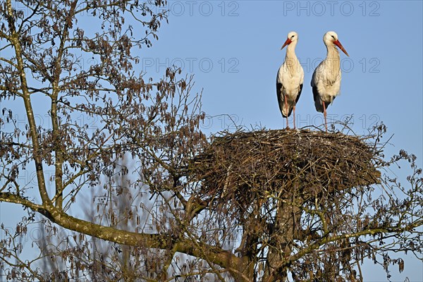 Two white storks