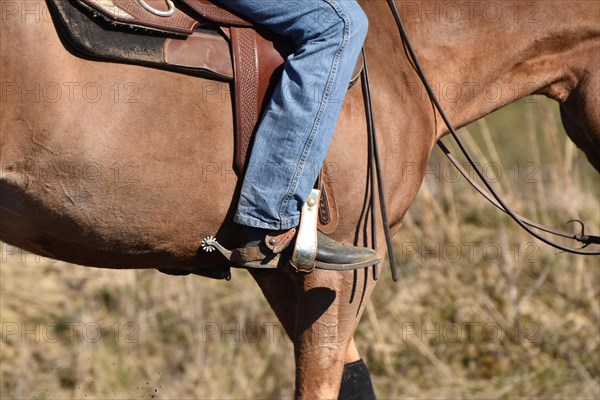 Training of an American Quarter Horse stallion in western riding with typical western equipment