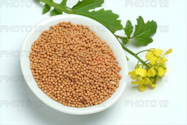 Medicinal plant White mustard