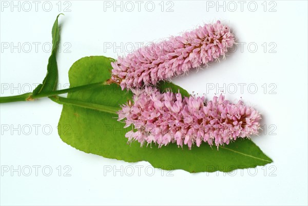 Medicinal plant Meadow knotweed