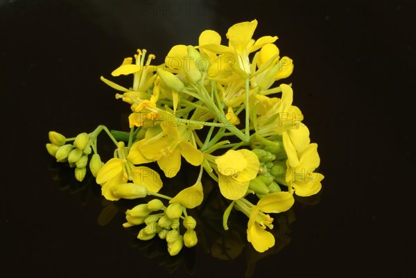 Black mustard