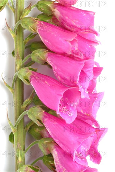 Common foxglove