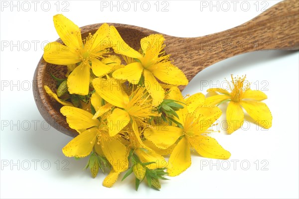 Medicinal plant St. John's wort