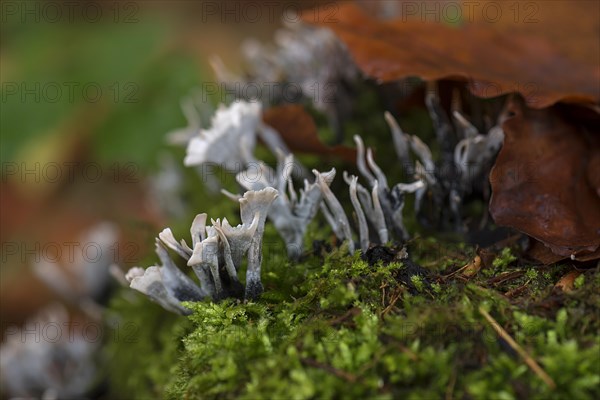 Candlestick fungus