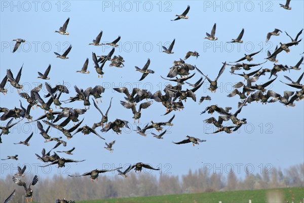 Greater white-fronted geese