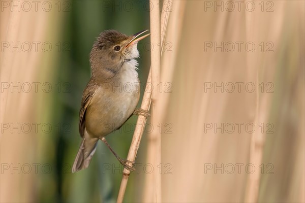 Reed warbler